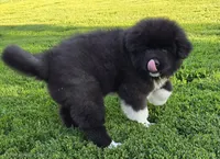 Odin , a male Akita for sale in Searsboro, IA – 4 of 8