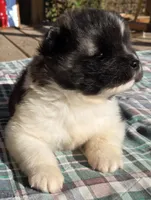 Eli, a male Akita for sale in Searsboro, IA – 2 of 6