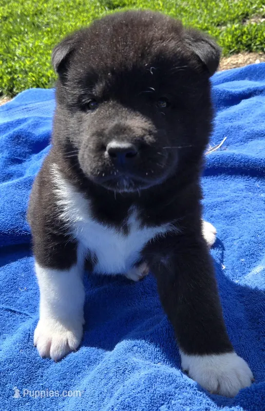 Leo – Akita puppy for sale in Searsboro, IA