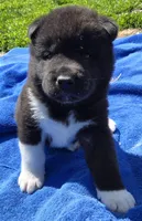 Leo, a male Akita for sale in Searsboro, IA – Photo 1 of 5