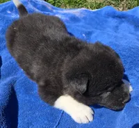 Leo, a male Akita for sale in Searsboro, IA – Photo 2 of 5
