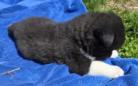 Leo, a male Akita for sale in Searsboro, IA – Photo 4 of 5