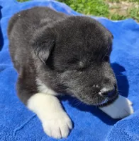 Leo, a male Akita for sale in Searsboro, IA – Photo 3 of 5