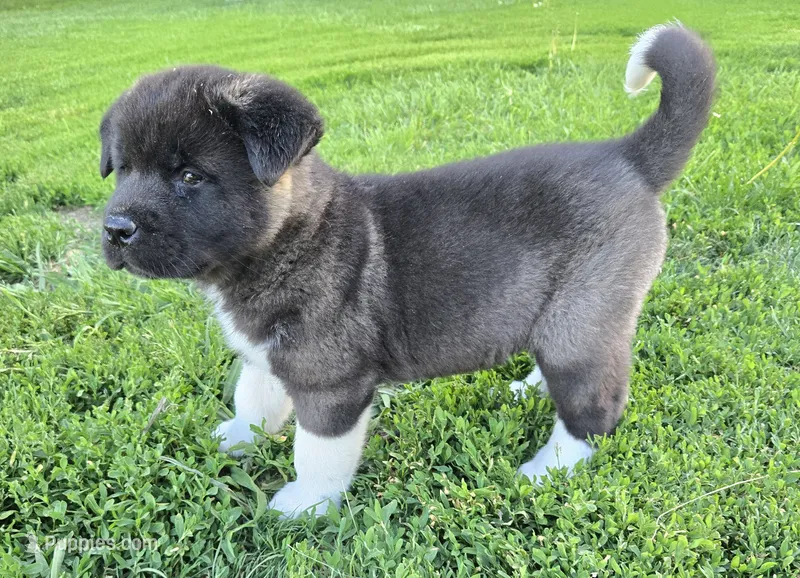 Raiden – Akita puppy for sale in Searsboro, IA