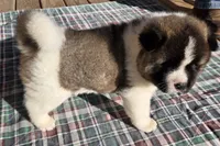 Hoss, a male Akita for sale in Searsboro, IA – 3 of 4