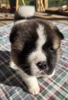 Hoss, a male Akita for sale in Searsboro, IA – 2 of 4