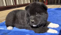 Kobus, a male Akita for sale in Searsboro, IA – Photo 2 of 5