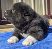 Kobus, a male Akita for sale in Searsboro, IA – Photo 5 of 5