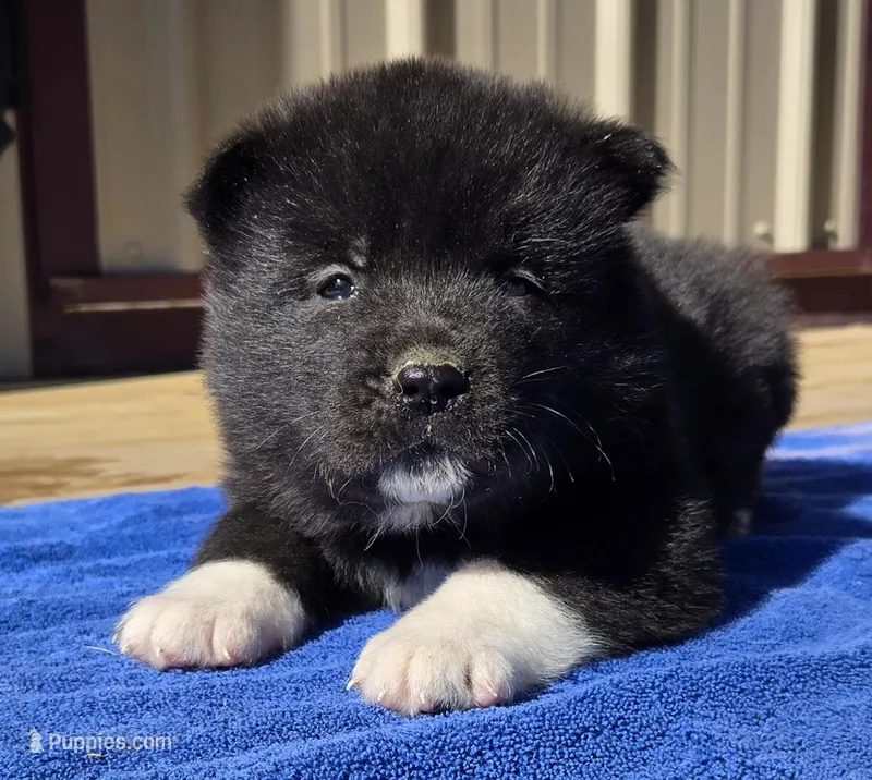 Kobus – Akita puppy for sale in Searsboro, IA
