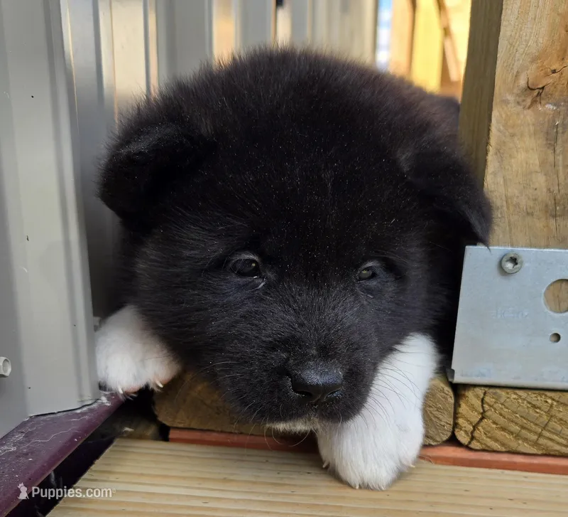 Kobus – Akita puppy for sale in Searsboro, IA