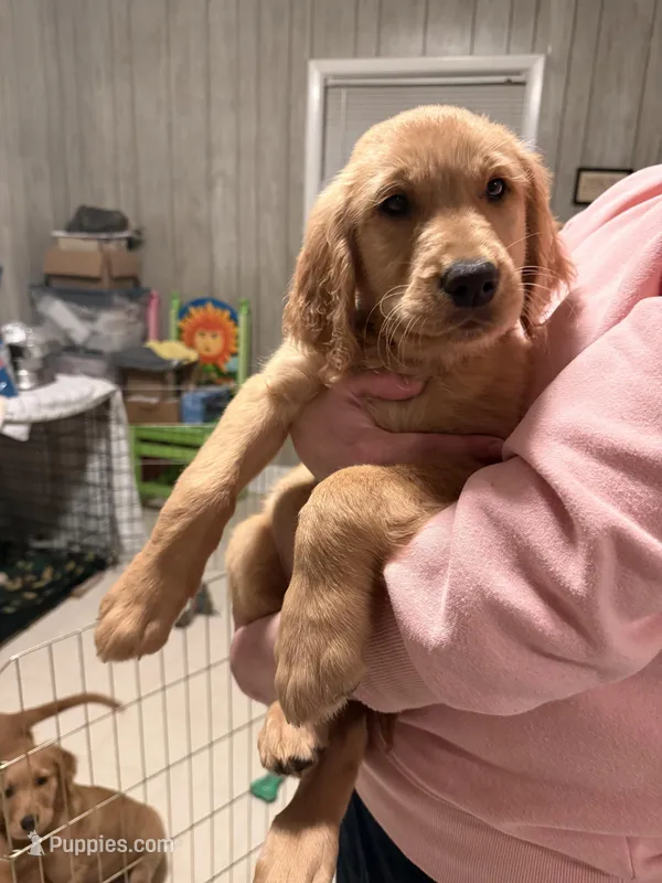 Nickname-Teah – Golden Retriever puppy for sale in Greenville, SC