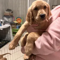 Puppy # 2, a female Golden Retriever for sale in Greenville, SC – Photo 1 of 2