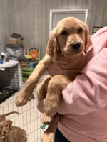 Nickname-Teah, a female Golden Retriever for sale in Greenville, SC – Photo 2 of 3