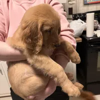 Puppy # 2, a female Golden Retriever for sale in Greenville, SC – Photo 2 of 2