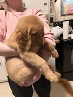 Nickname-Teah, a female Golden Retriever for sale in Greenville, SC – Photo 3 of 3