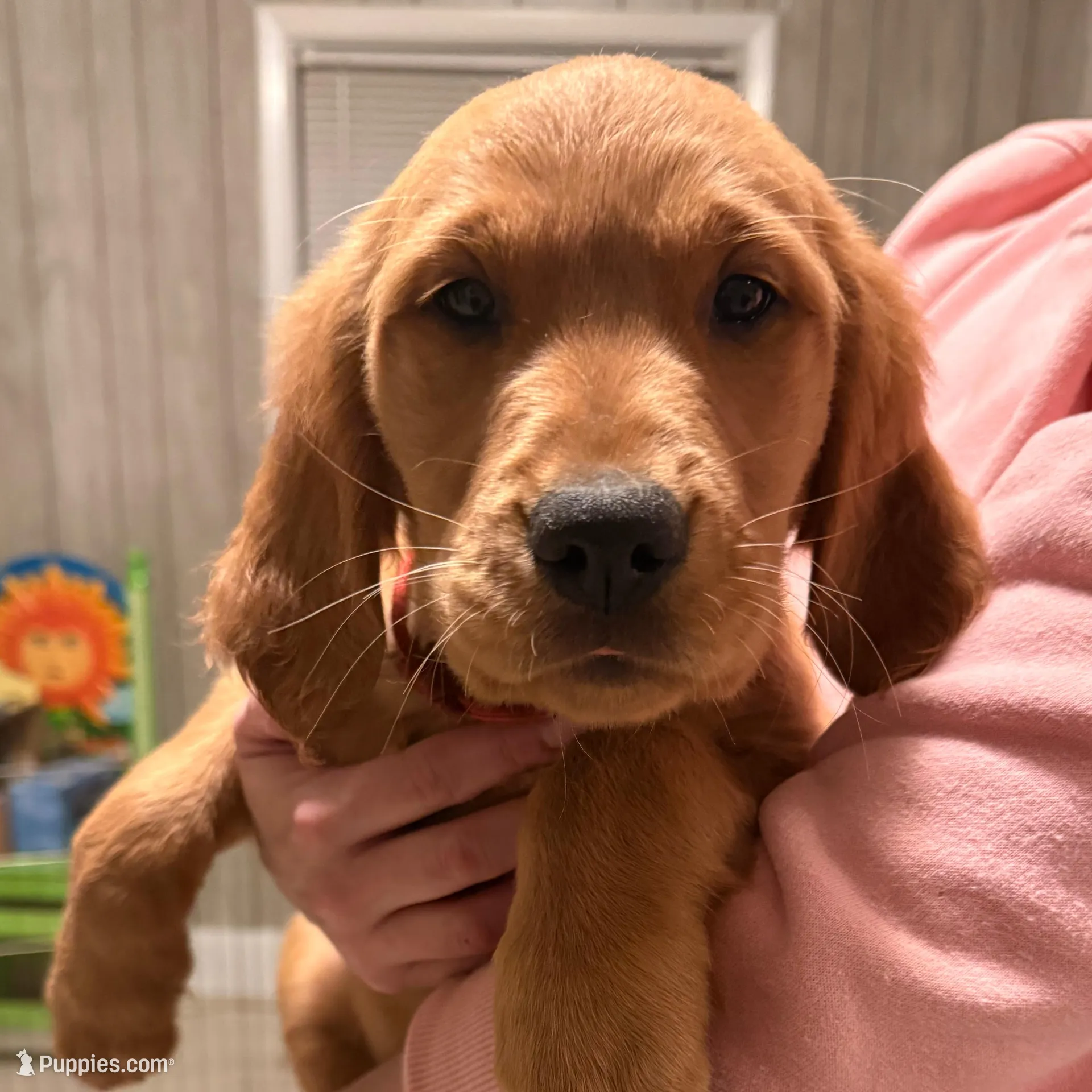 Nickname Mac the Knife , or Mohawk Mac, a female Golden Retriever for sale in Greenville, SC – Photo 4 of 4