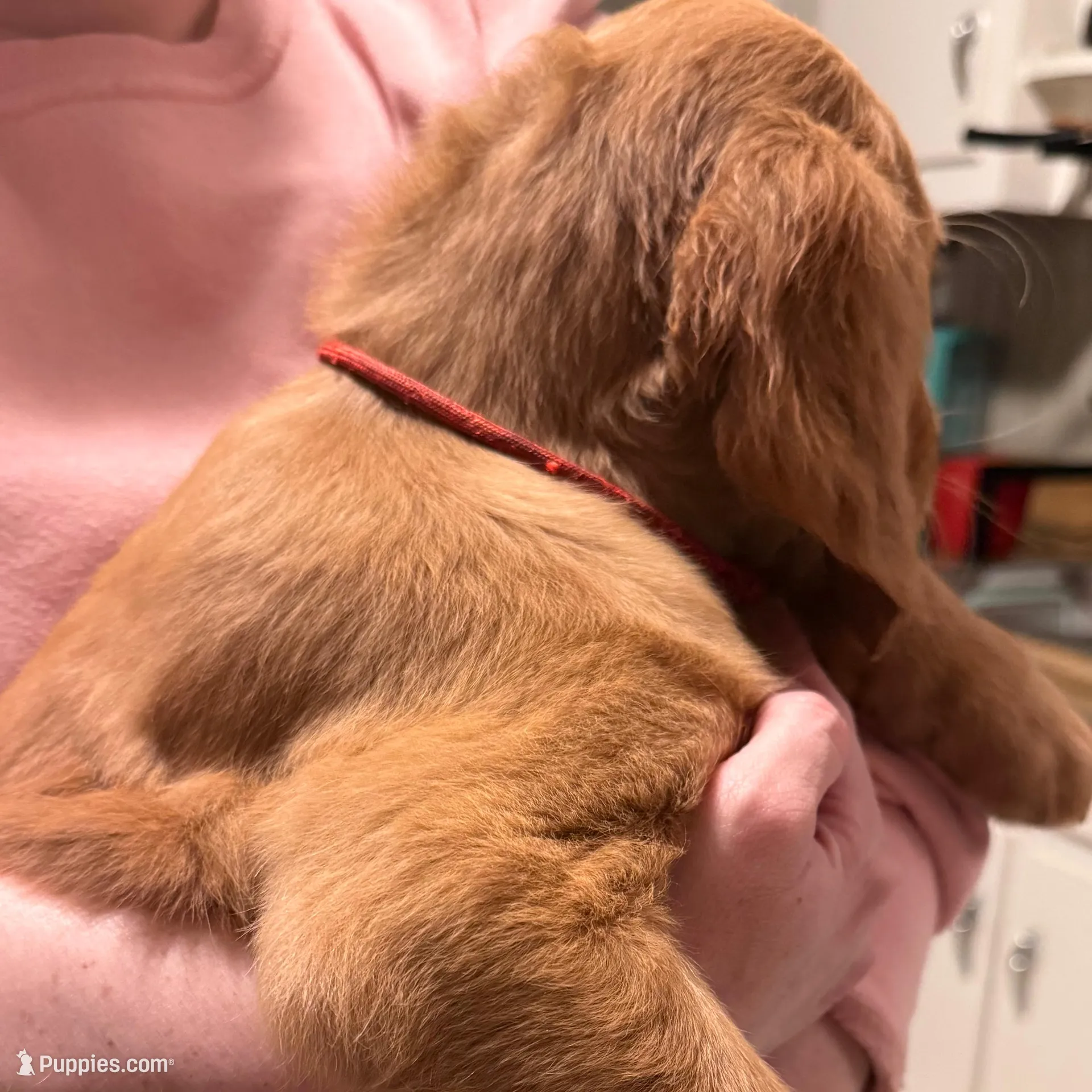 Nickname Mac the Knife , or Mohawk Mac, a female Golden Retriever for sale in Greenville, SC – Photo 3 of 4