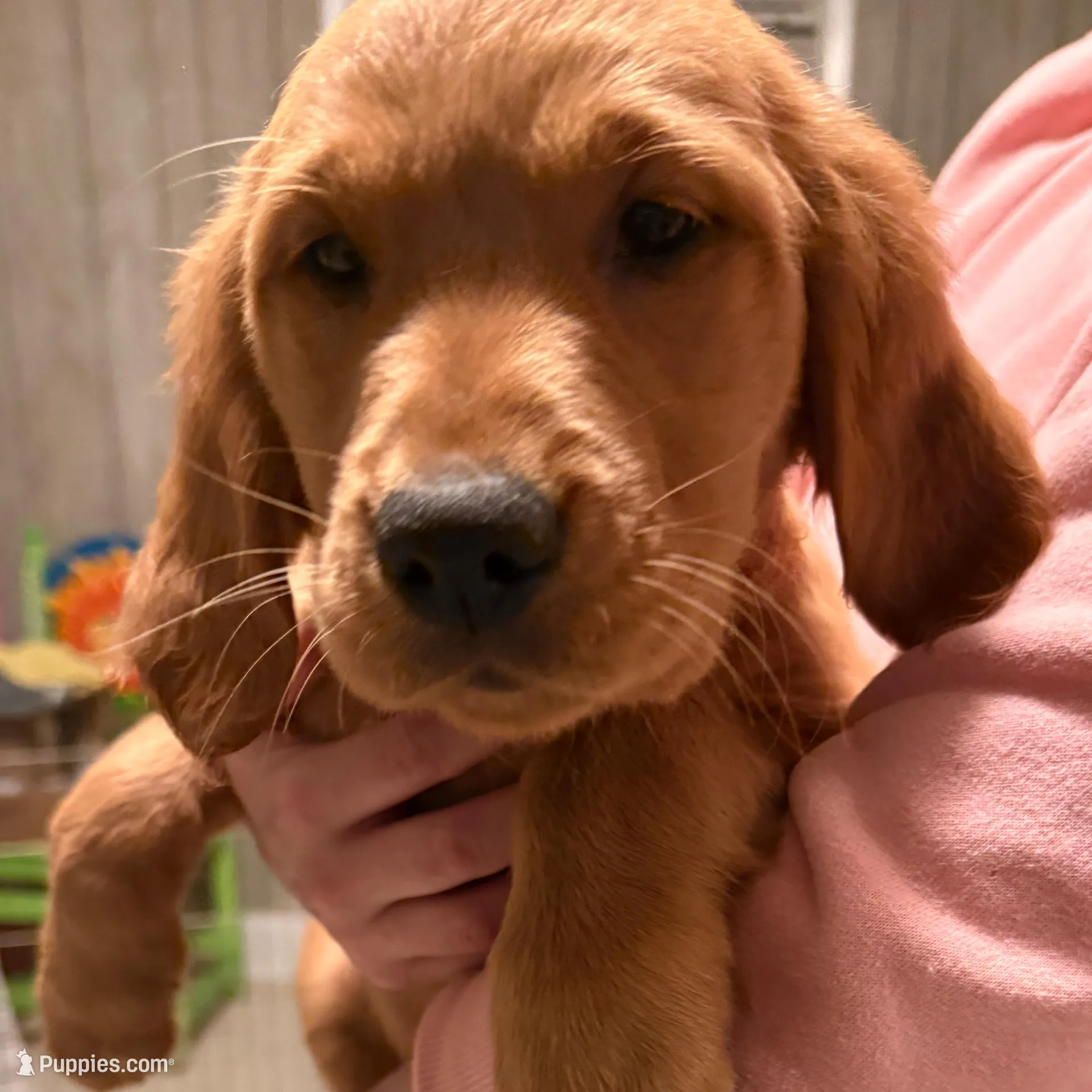 Nickname Mac the Knife , or Mohawk Mac, a female Golden Retriever for sale in Greenville, SC – Photo 2 of 4