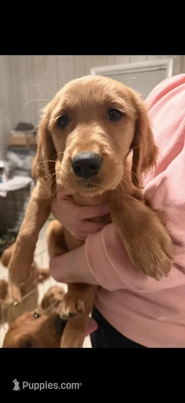 Puppy # 1 – Golden Retriever puppy for sale in Greenville, SC