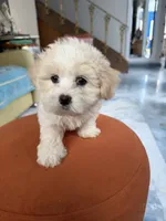 Girl 1 toy size teddy bear , a female Maltipoo for sale in San Diego, CA – 9 of 9