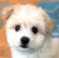 Boy 1 teddy bear toy size white coat & Apricot ears, a male Maltipoo for sale in San Diego, CA – 1 of 10