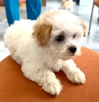 Girl 1 toy size , a female Maltipoo for sale in San Diego, CA – 9 of 10