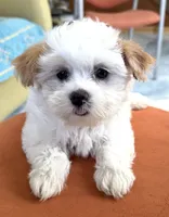 Girl 1 toy size , a female Maltipoo for sale in San Diego, CA – 6 of 10