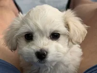 Girl 2 toy size adorable , a female Maltipoo for sale in San Diego, CA – 2 of 2