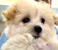 Girl 1 toy size , a female Maltipoo for sale in San Diego, CA – 8 of 10