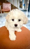 Girl 1 toy size teddy bear , a female Maltipoo for sale in San Diego, CA – 8 of 9