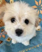 Boy 1 teddy bear toy size white coat & Apricot ears, a male Maltipoo for sale in San Diego, CA – 10 of 10