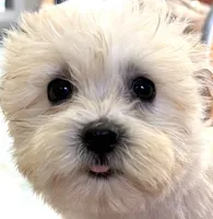 Girl 1 toy size , a female Maltipoo for sale in San Diego, CA – 1 of 10