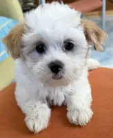 Girl 1 toy size , a female Maltipoo for sale in San Diego, CA – 3 of 10
