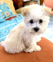 Girl 1 toy size , a female Maltipoo for sale in San Diego, CA – 7 of 10