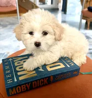 Girl 1 toy size teddy bear , a female Maltipoo for sale in San Diego, CA – 7 of 9
