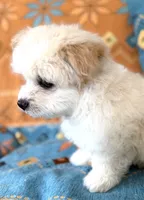 Boy 1 teddy bear toy size white coat & Apricot ears, a male Maltipoo for sale in San Diego, CA – 9 of 10