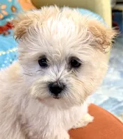 Girl 1 toy size , a female Maltipoo for sale in San Diego, CA – 4 of 10