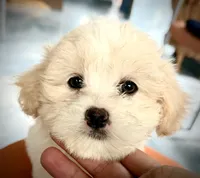 Girl 1 toy size teddy bear , a female Maltipoo for sale in San Diego, CA – 3 of 9