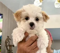 Girl 1 toy size , a female Maltipoo for sale in San Diego, CA – 2 of 10