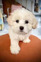 Girl 1 toy size teddy bear , a female Maltipoo for sale in San Diego, CA – 4 of 9