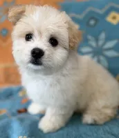 Boy 1 teddy bear toy size white coat & Apricot ears, a male Maltipoo for sale in San Diego, CA – 6 of 10