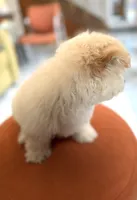 Boy 1 teddy bear toy size white coat & Apricot ears, a male Maltipoo for sale in San Diego, CA – 4 of 10