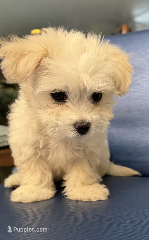 Girl 2 toy size adorable  – Maltipoo puppy for sale in San Diego, CA