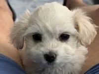 Girl 2 toy size adorable , a female Maltipoo for sale in San Diego, CA – 1 of 2