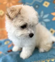 Boy 1 teddy bear toy size white coat & Apricot ears, a male Maltipoo for sale in San Diego, CA – 5 of 10