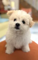 Boy 1 teddy bear toy size white coat & Apricot ears, a male Maltipoo for sale in San Diego, CA – 2 of 10