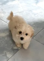 Boy 1 teddy bear toy size white coat & Apricot ears, a male Maltipoo for sale in San Diego, CA – 8 of 10