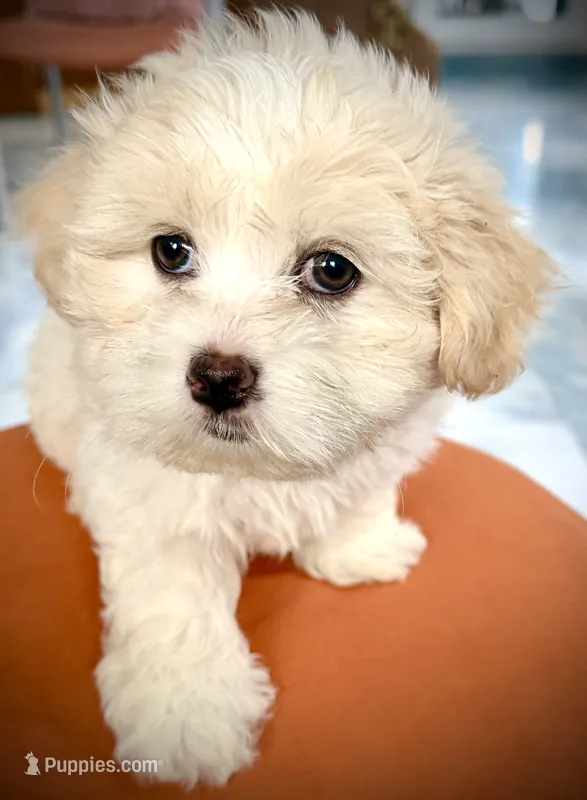 Girl 1 toy size teddy bear  – Maltipoo puppy for sale in San Diego, CA