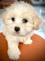 Girl 1 toy size teddy bear , a female Maltipoo for sale in San Diego, CA – 1 of 9