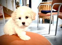 Girl 1 toy size teddy bear , a female Maltipoo for sale in San Diego, CA – 6 of 9